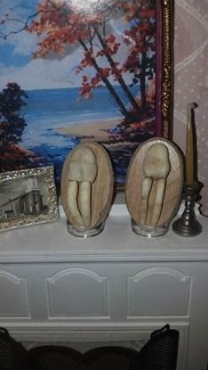 Picture of Walrus Tusks Miniatures