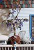 Picture of Dollhouse wisteria plant  (Large)