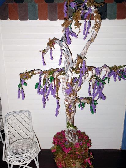 Picture of Dollhouse wisteria plant  (Large)