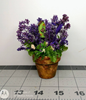 Picture of Large Flower Arrangement In Clay Pot